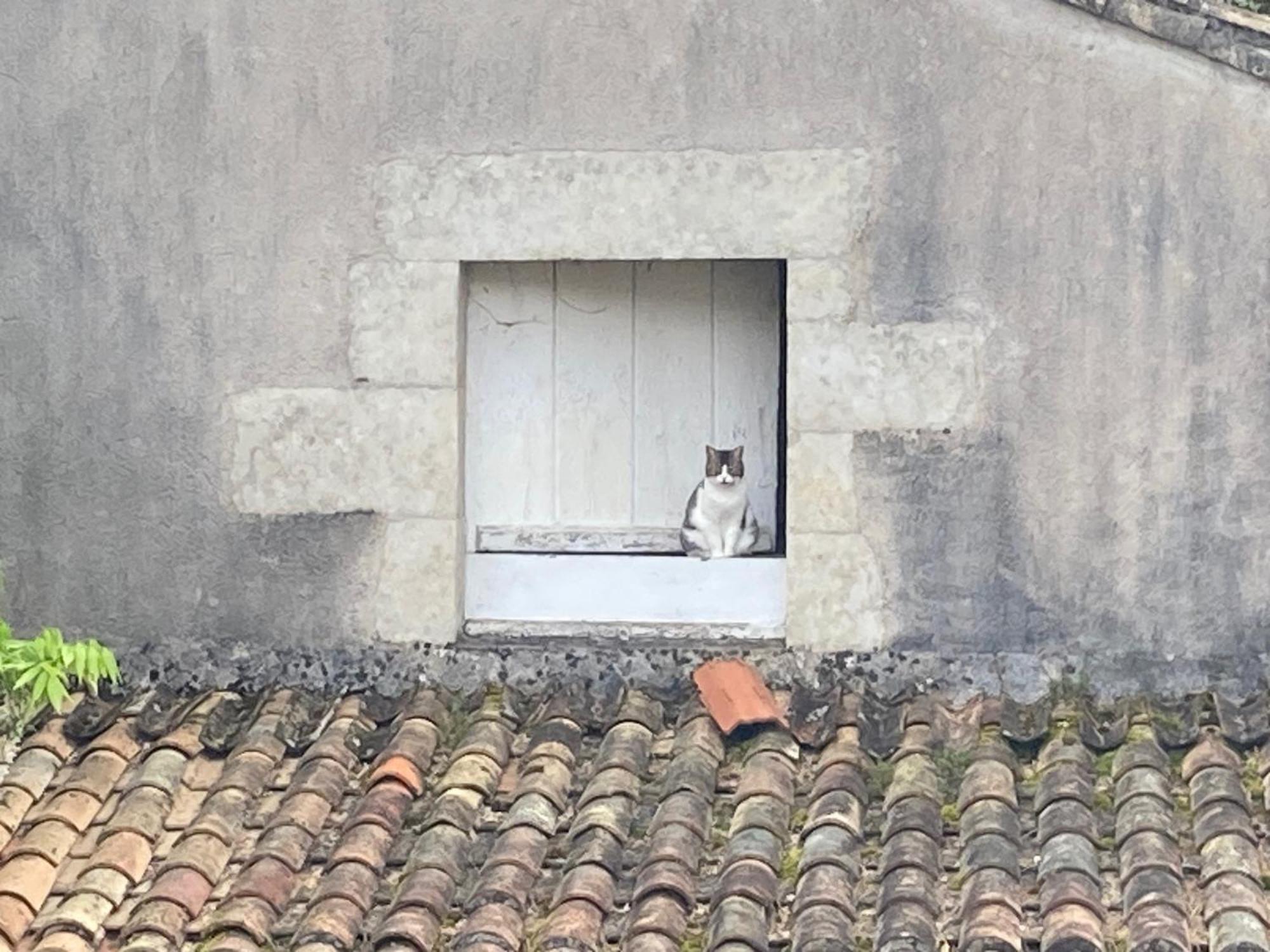 Mazette! Le Chateau 尼奥尔 外观 照片